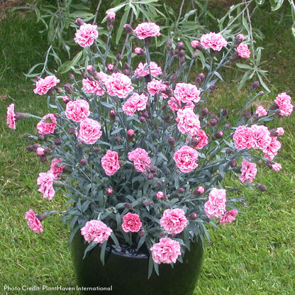 Dianthus Scent First® Sugar Plum