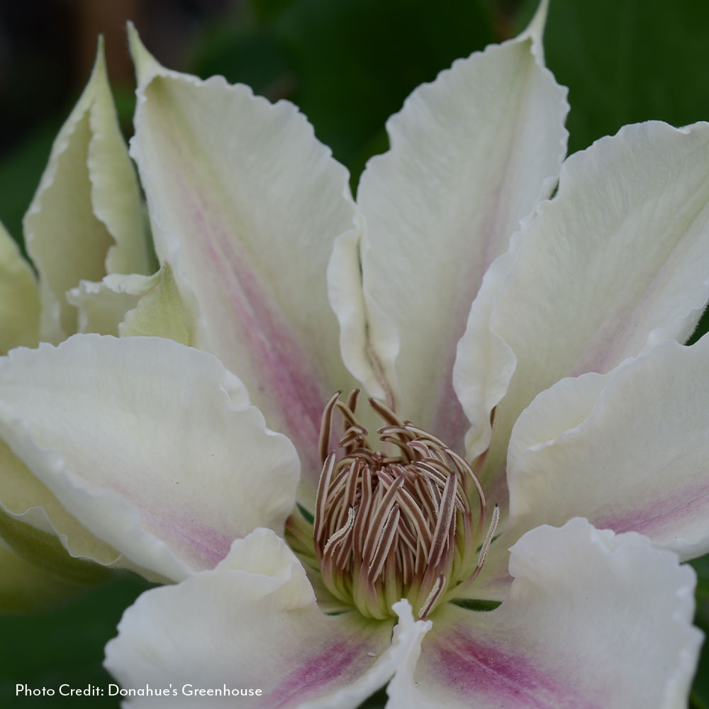Clematis Corinne™