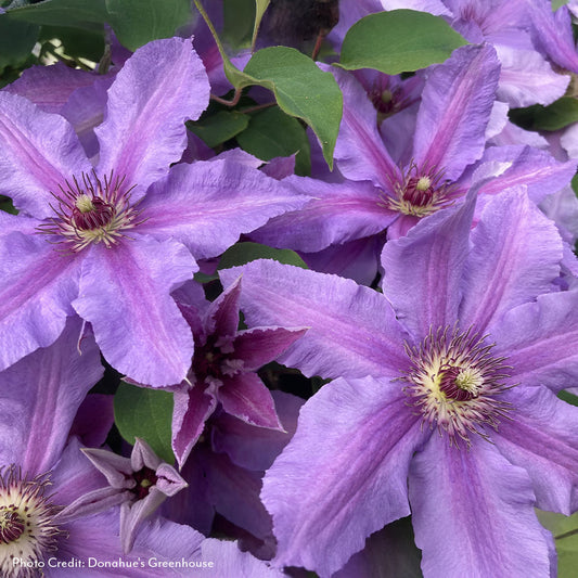 Clematis Tumaini™