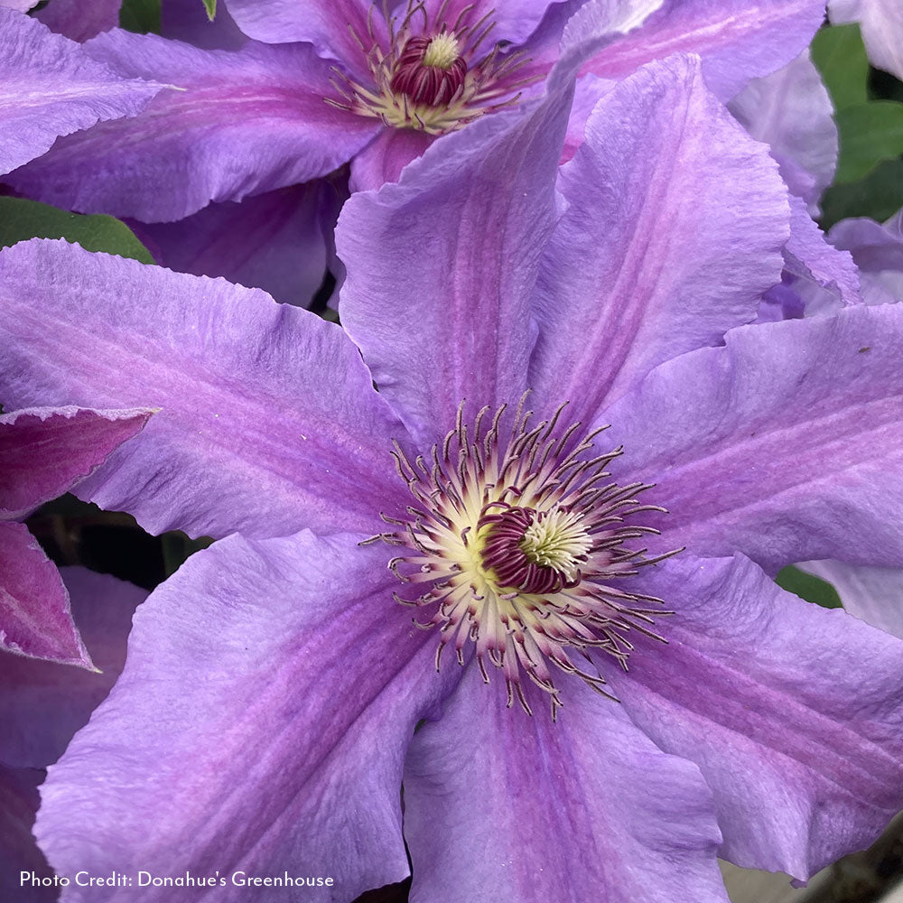 Clematis Tumaini™