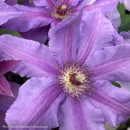 Clematis Tumaini™