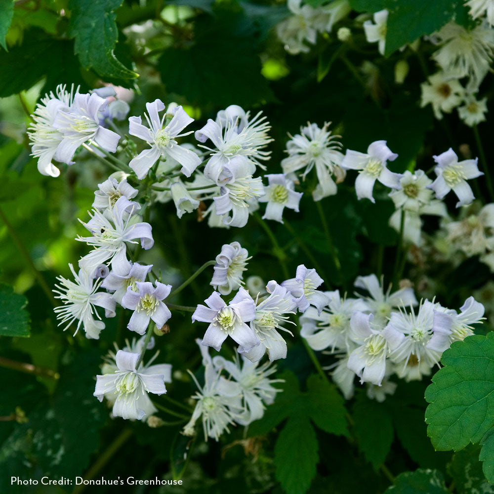 Clematis  Mrs. Robert Brydon