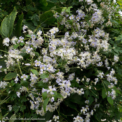 Clematis  Mrs. Robert Brydon