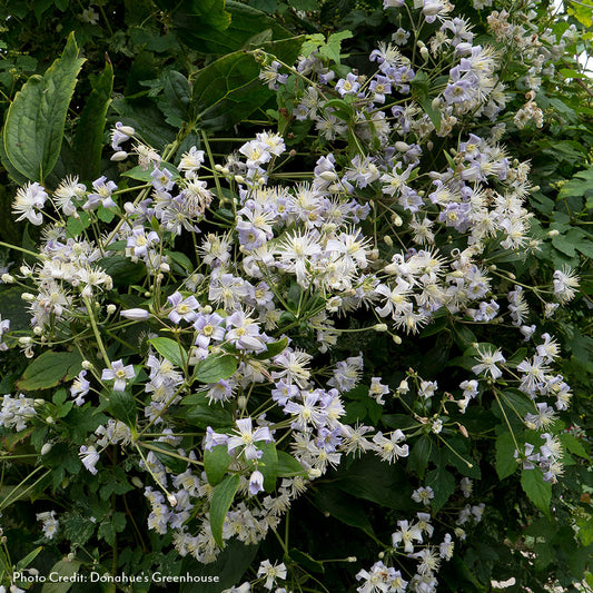 Clematis  Mrs. Robert Brydon