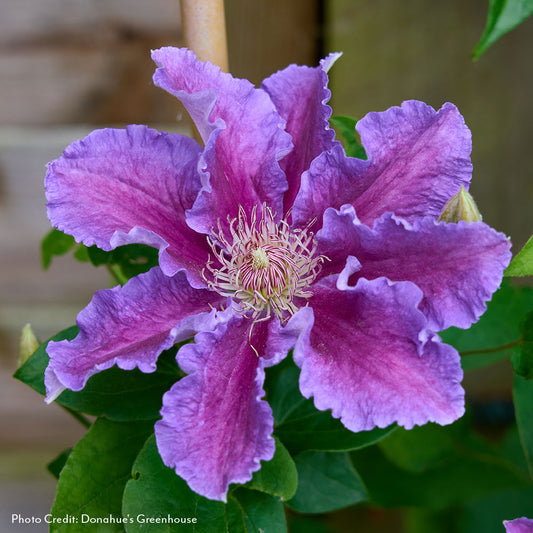 Clematis Baroness Fookes™