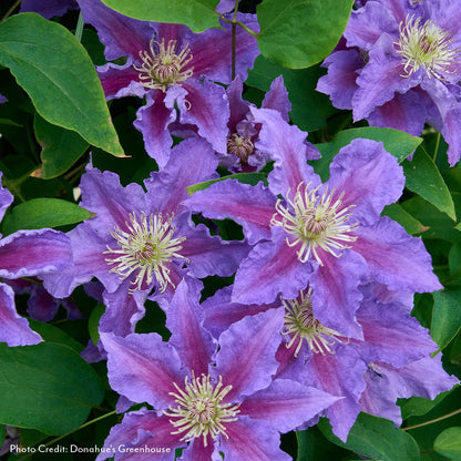 Clematis Baroness Fookes™