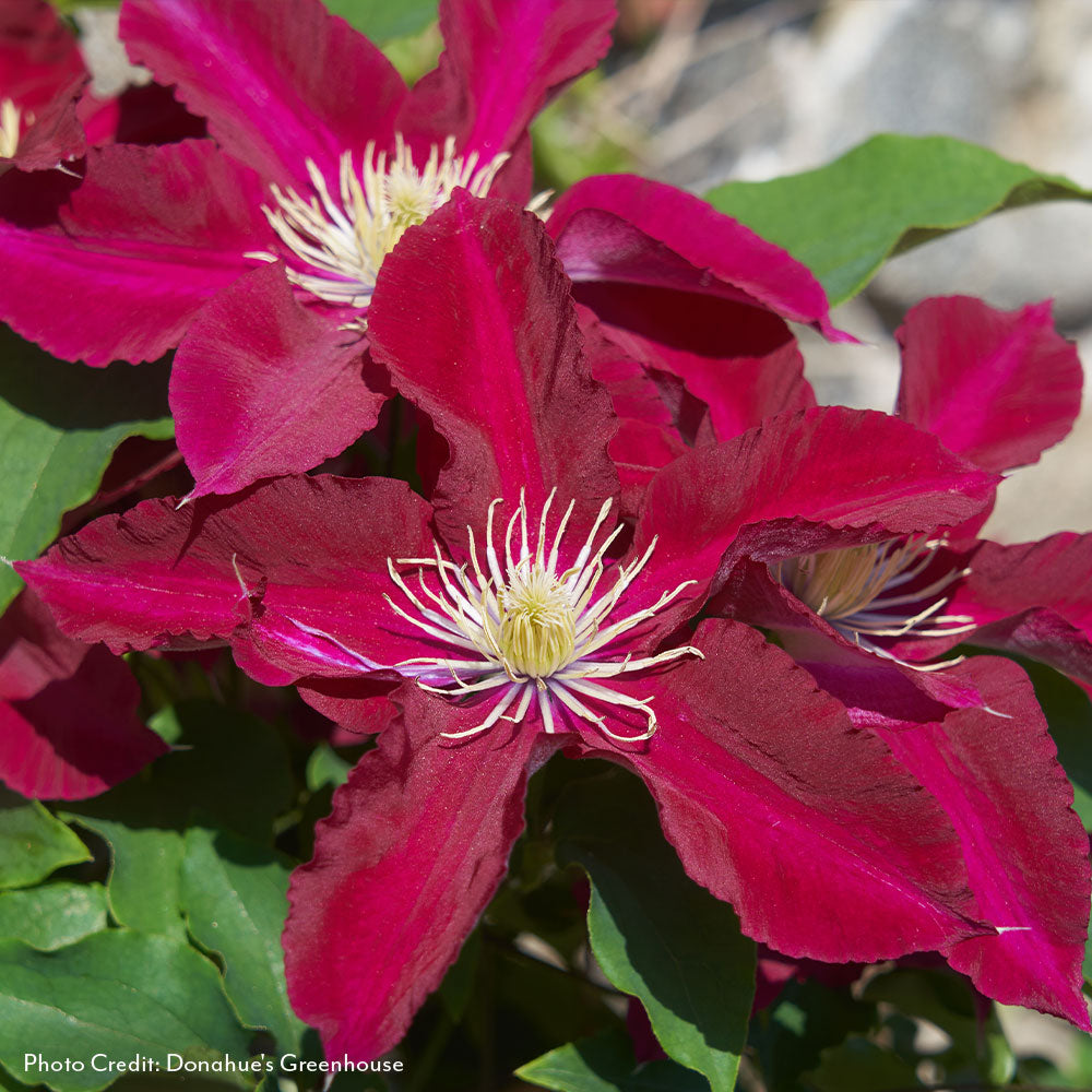 Clematis Elpis™