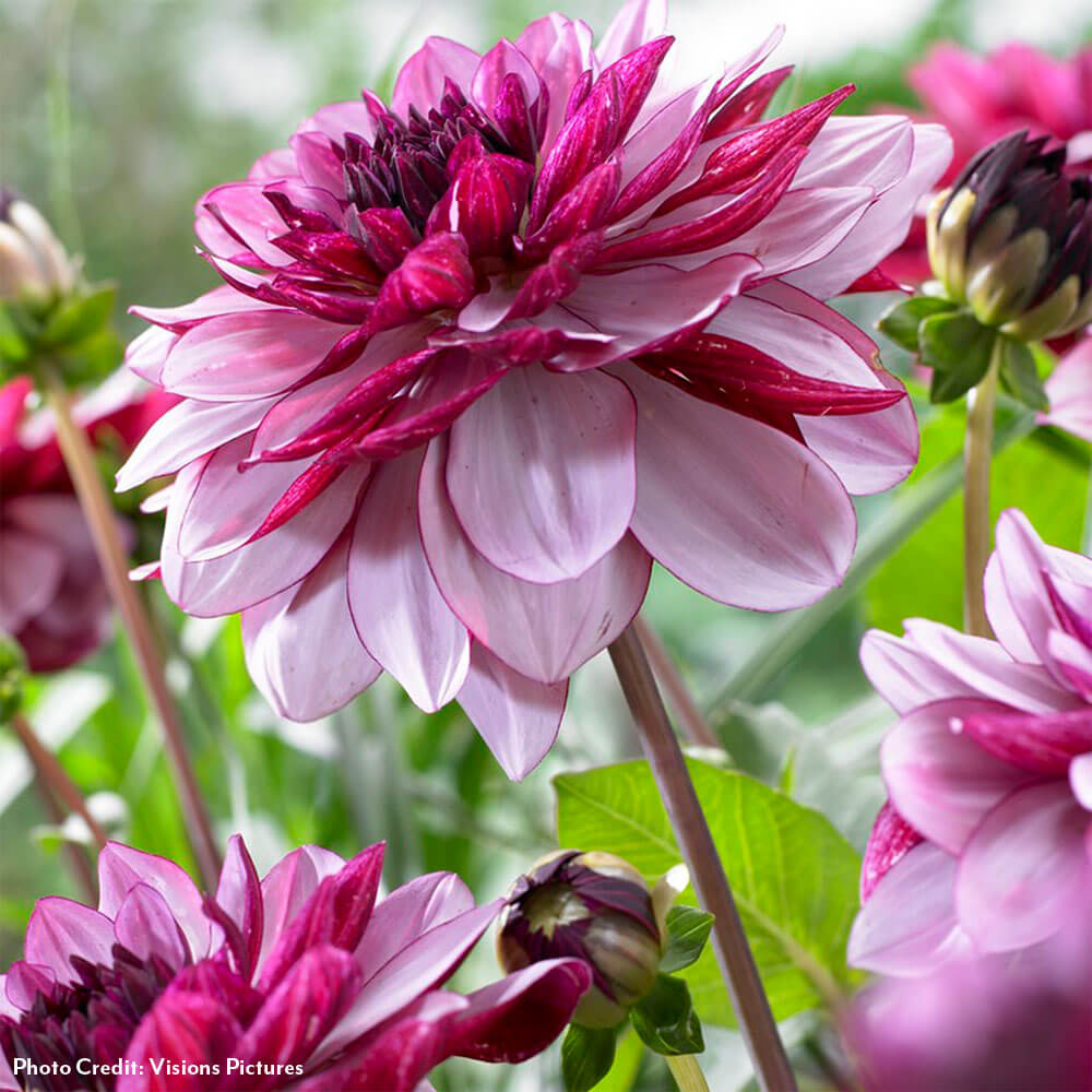 Dahlia 'Crème de Cassis' Decorative Bulbs