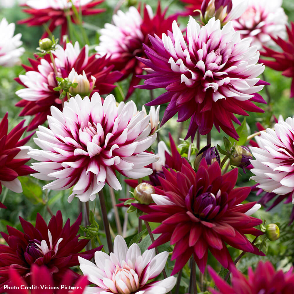 Dahlia 'Rebecca's World' Decorative Bulbs