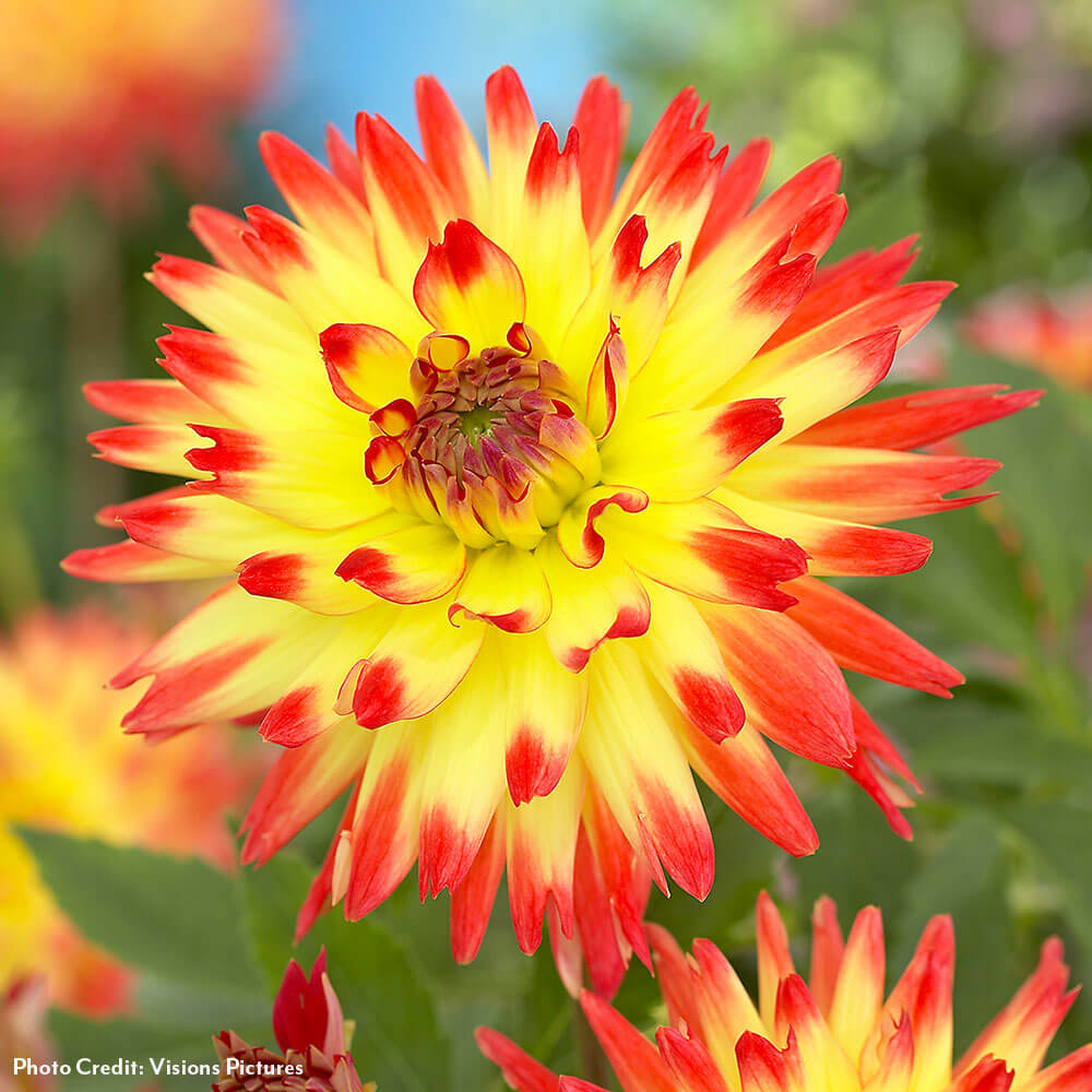 Dahlia Aloha Semi-Cactus Bulbs