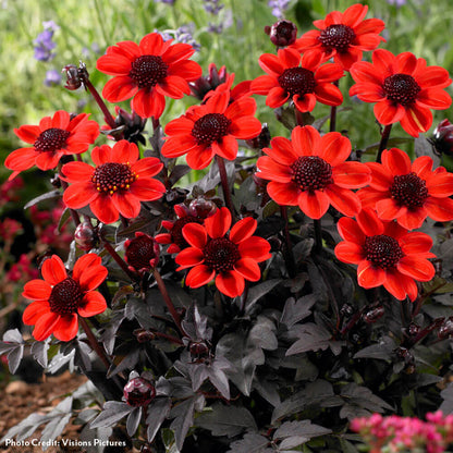Dahlia Pulp Fiction Dark-Leafed Bulbs