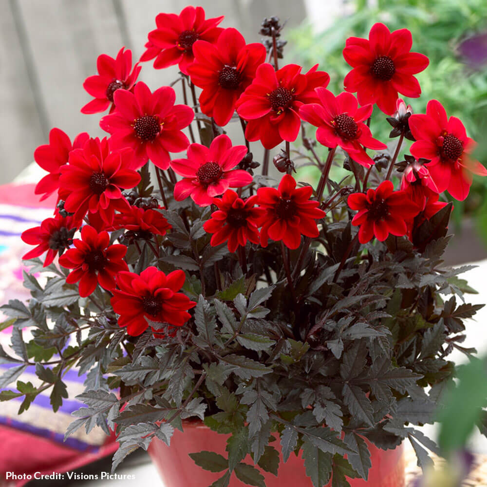 Dahlia Pulp Fiction Dark-Leafed Bulbs