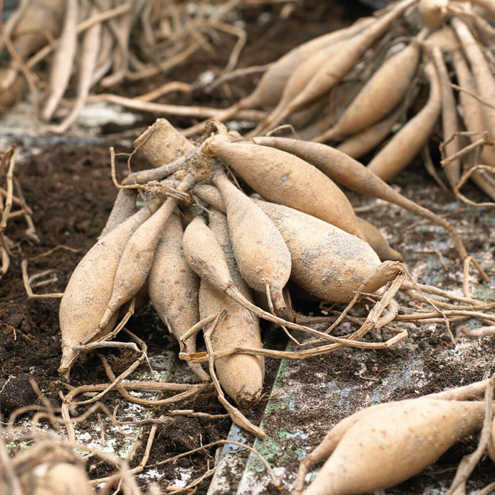 Dahlia Spider Woman Cactus Bulbs