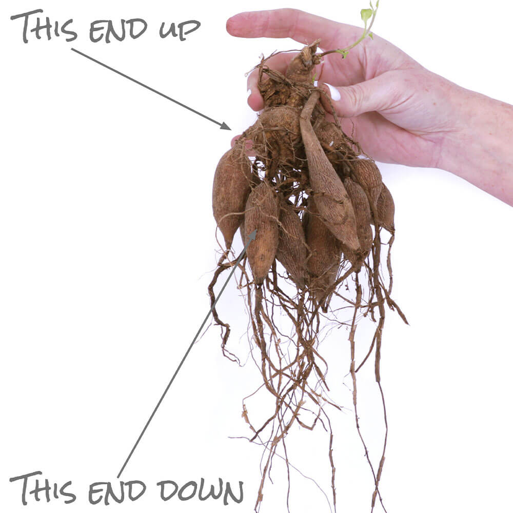 Dahlia Spider Woman Cactus Bulbs