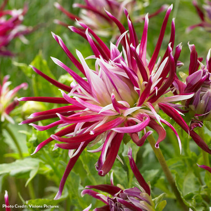 Dahlia Spider Woman Cactus Bulbs