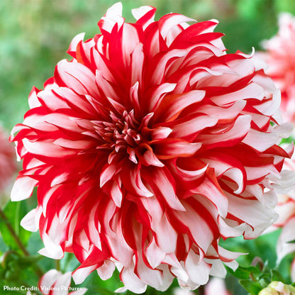 Dahlia Santa Claus Decorative Bulbs