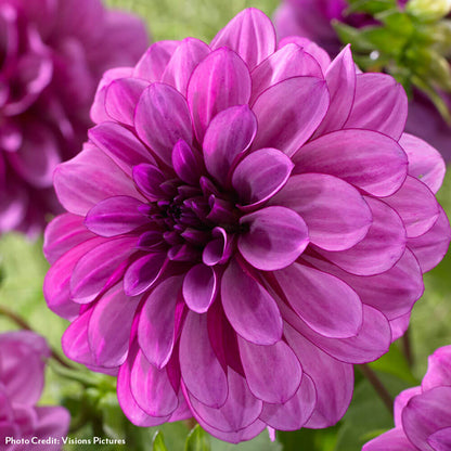 Dahlia Blue Boy Decorative Bulbs