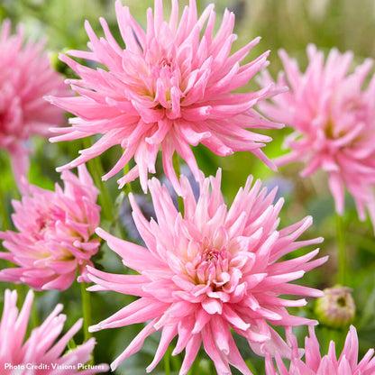 Dahlia Mother's Day Pink Cactus Bulbs