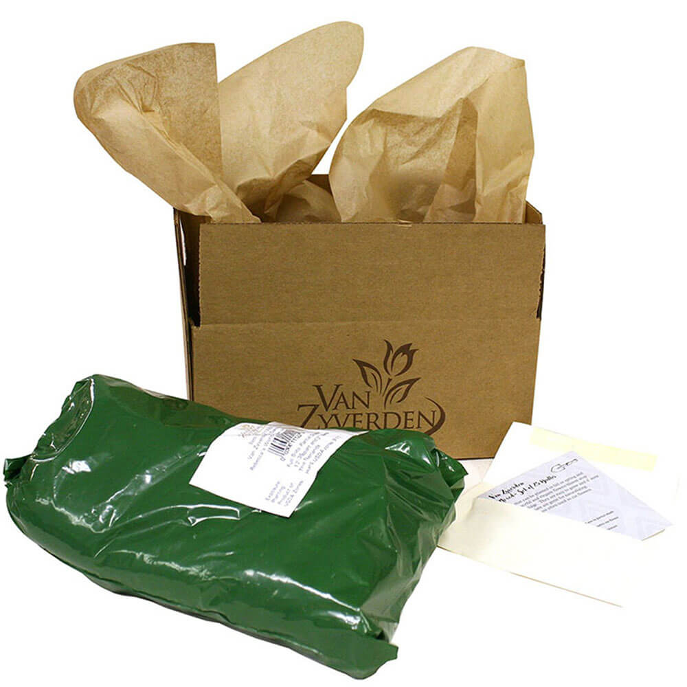 Dahlia Mother's Day Pink Cactus Bulbs