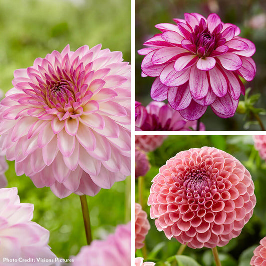 Dahlia Seductive Arbawinnie Decorative Blend Bulbs
