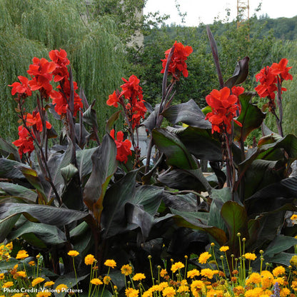 Canna Giant 'Black Knight' Canna Lily Bulbs