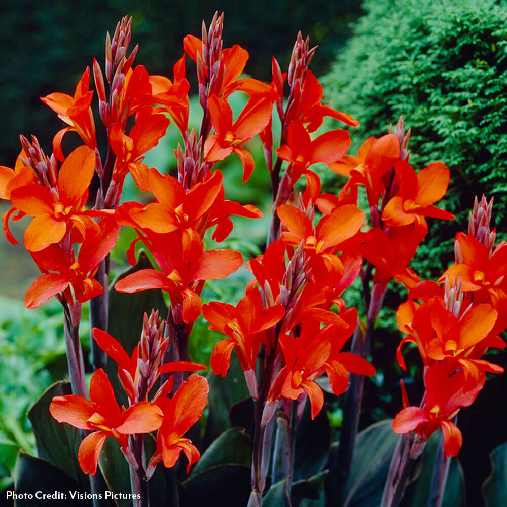 Canna 'Eric Neubert' Canna Lily Bulbs