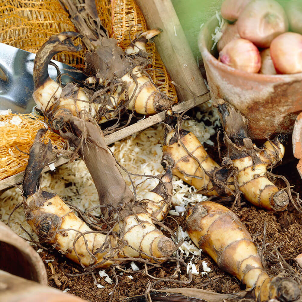 Canna 'Eric Neubert' Canna Lily Bulbs