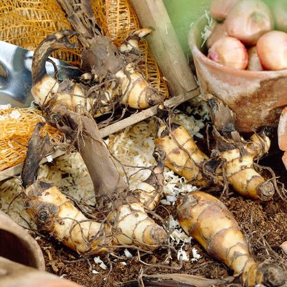 Canna 'Eric Neubert' Canna Lily Bulbs