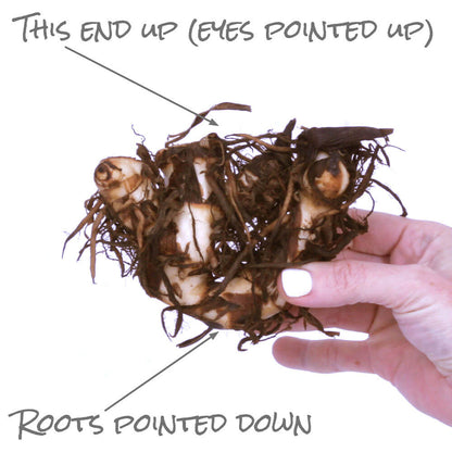 Canna 'Eric Neubert' Canna Lily Bulbs