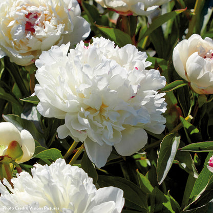 Paeonia 'Festiva Maxima' Peony