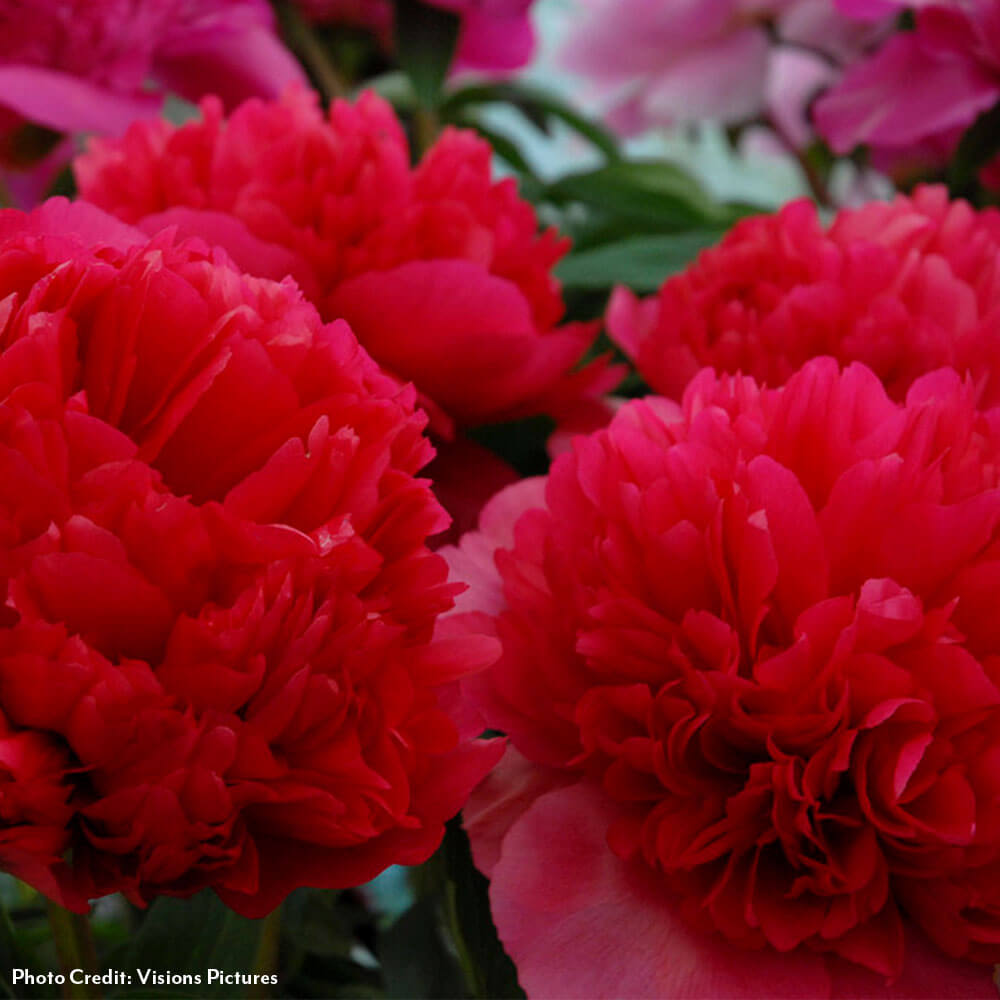 Paeonia 'Command Performance' Peony