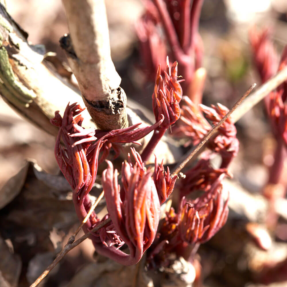 Paeonia 'Command Performance' Peony