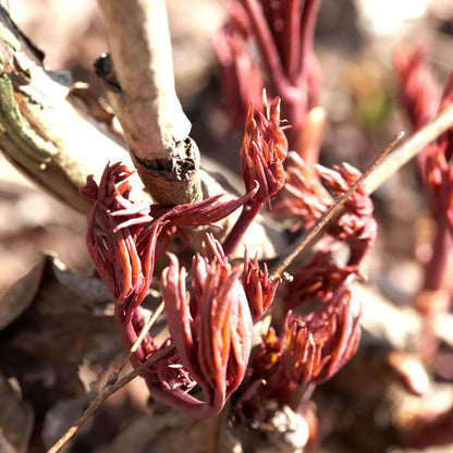 Paeonia 'Command Performance' Peony