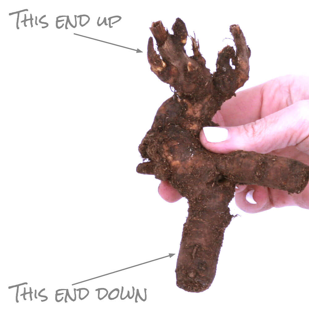 Paeonia Mixed Varieties Peony