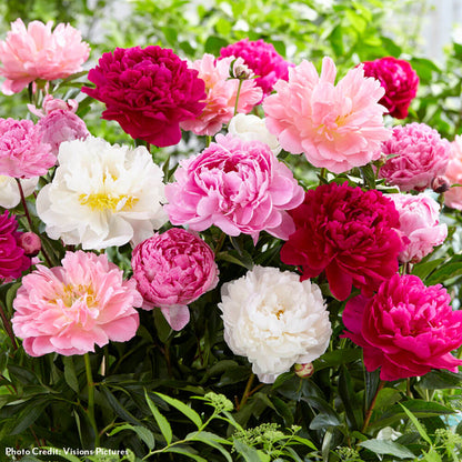 Paeonia Mammoth Sized Blend Peony