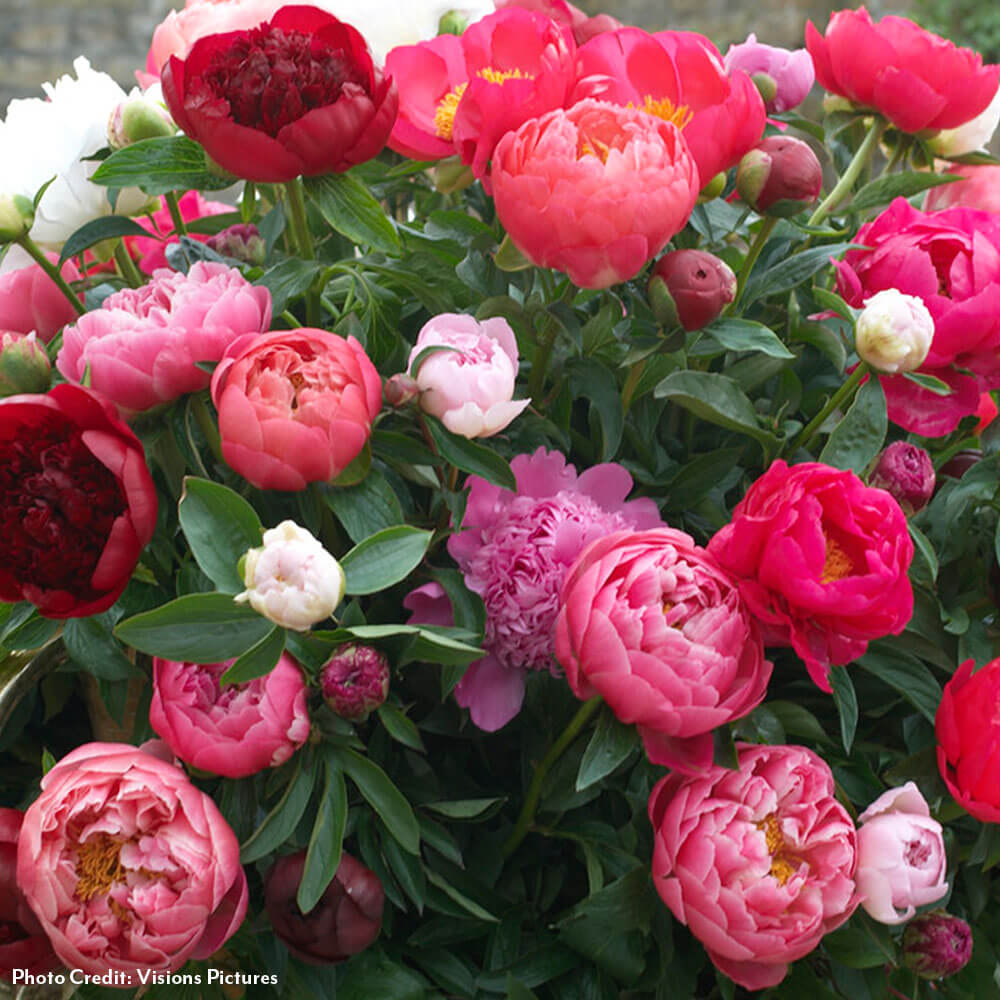 Paeonia Mixed Varieties Peony