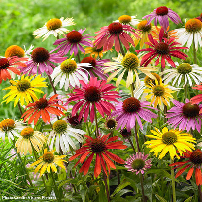 Echinacea Mixed Coneflowers