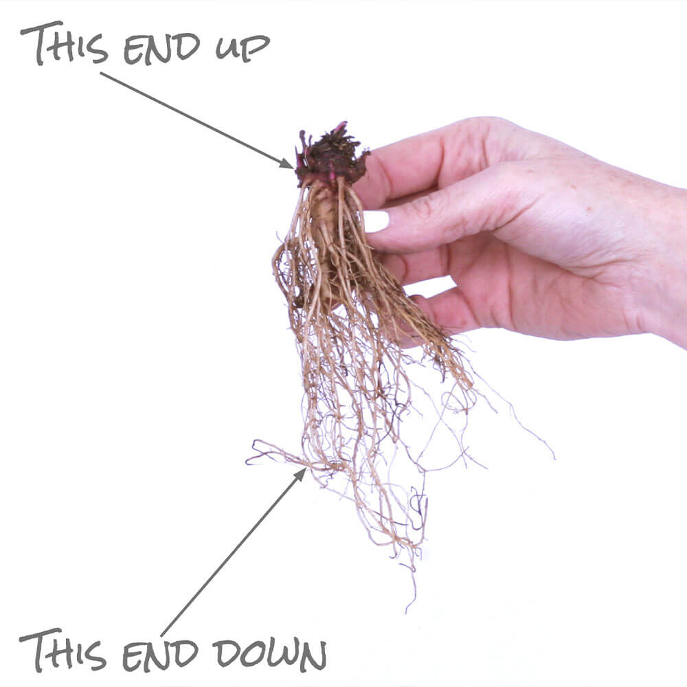 Echinacea Mixed Coneflowers