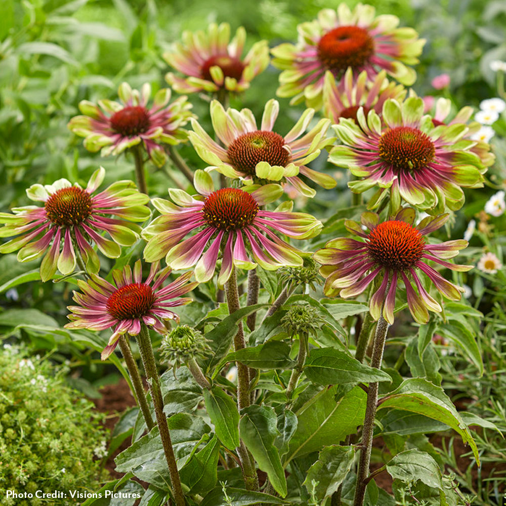 Echinacea 'Green Twister' Coneflower