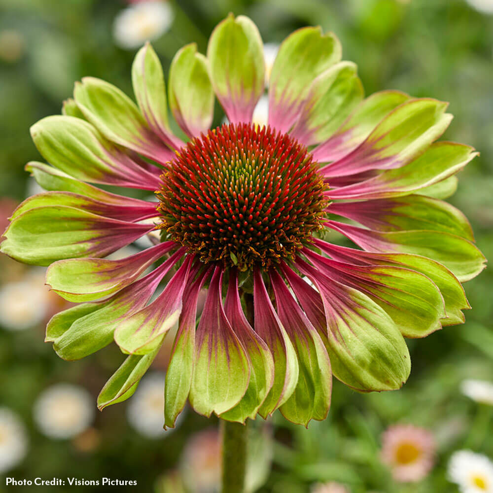 Echinacea 'Green Twister' Coneflower