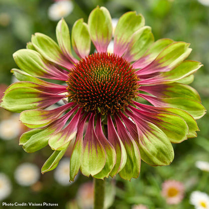 Echinacea 'Green Twister' Coneflower
