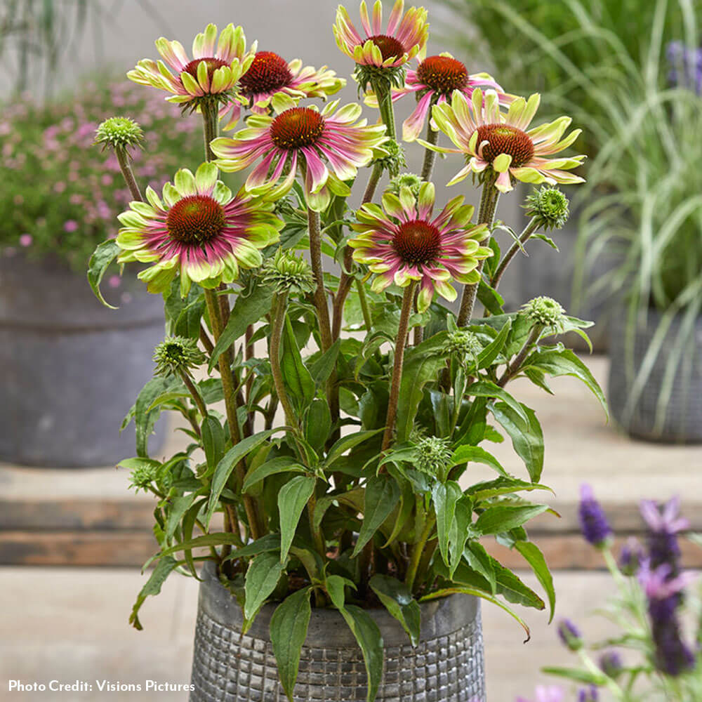 Echinacea 'Green Twister' Coneflower