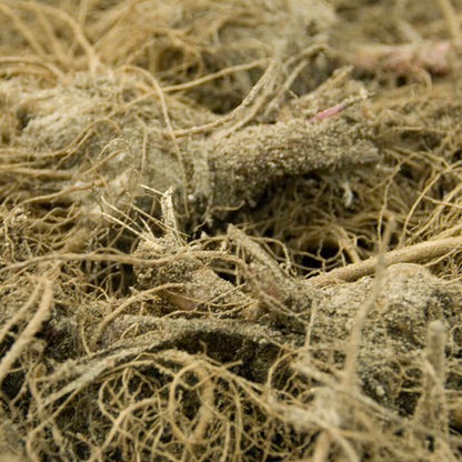 Echinacea 'Green Twister' Coneflower
