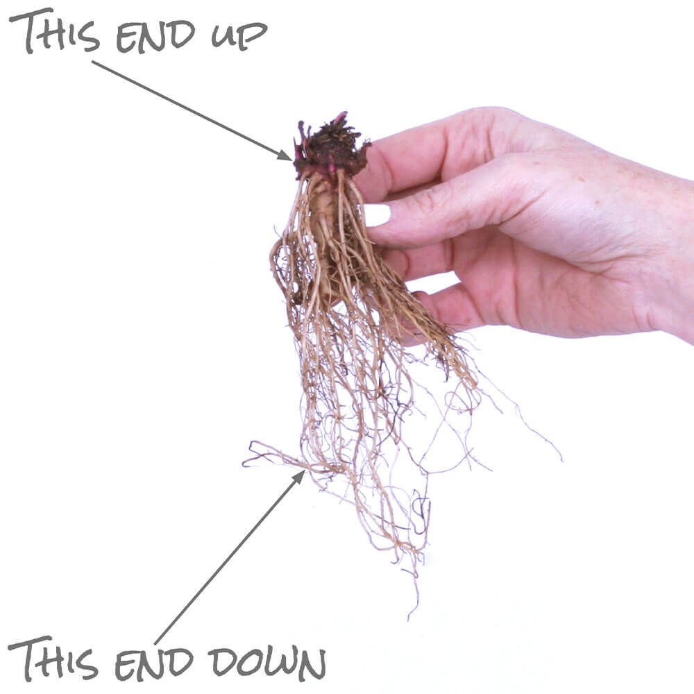 Echinacea 'Green Twister' Coneflower