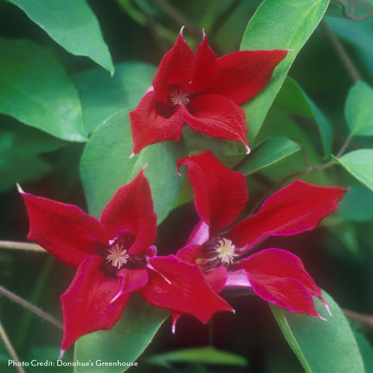 Clematis Gravetye Beauty