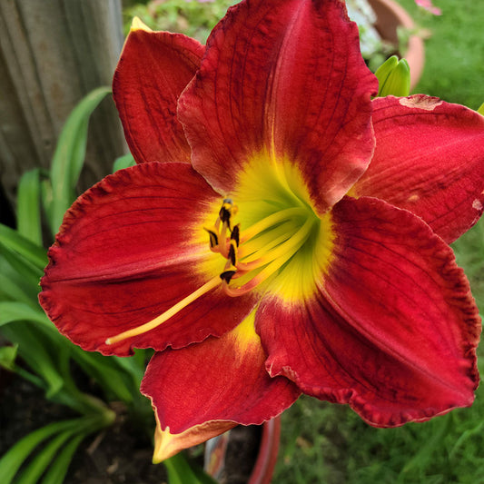 Hemerocallis 'Christmas Time' Daylily