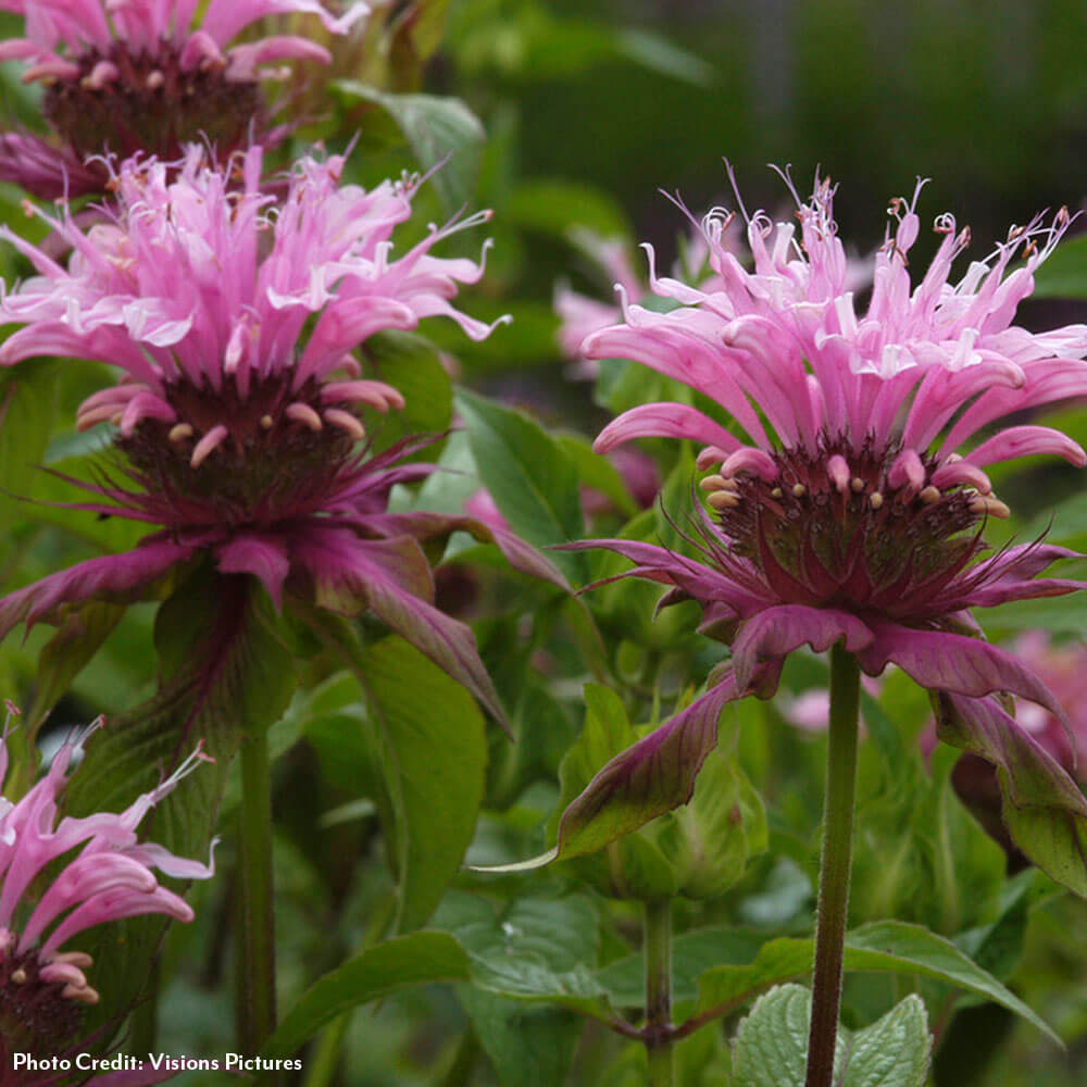 Monarda 'Beauty of Cobham' Bee Balm