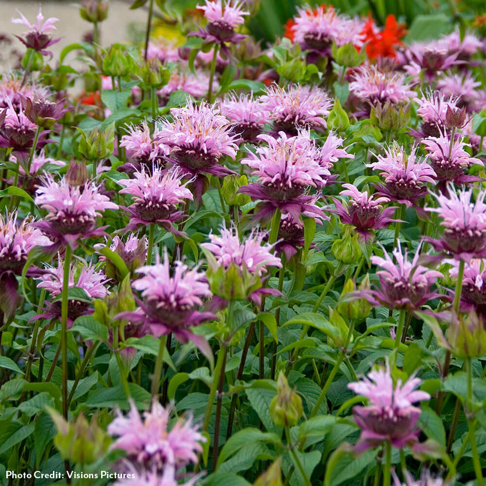 Monarda 'Beauty of Cobham' Bee Balm