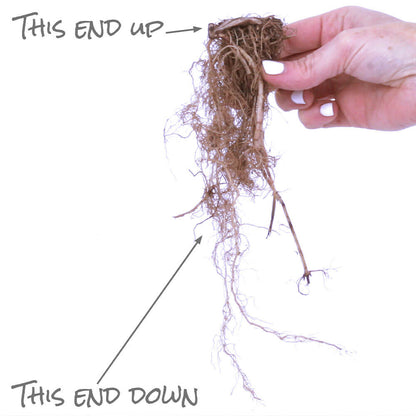 Monarda 'Beauty of Cobham' Bee Balm