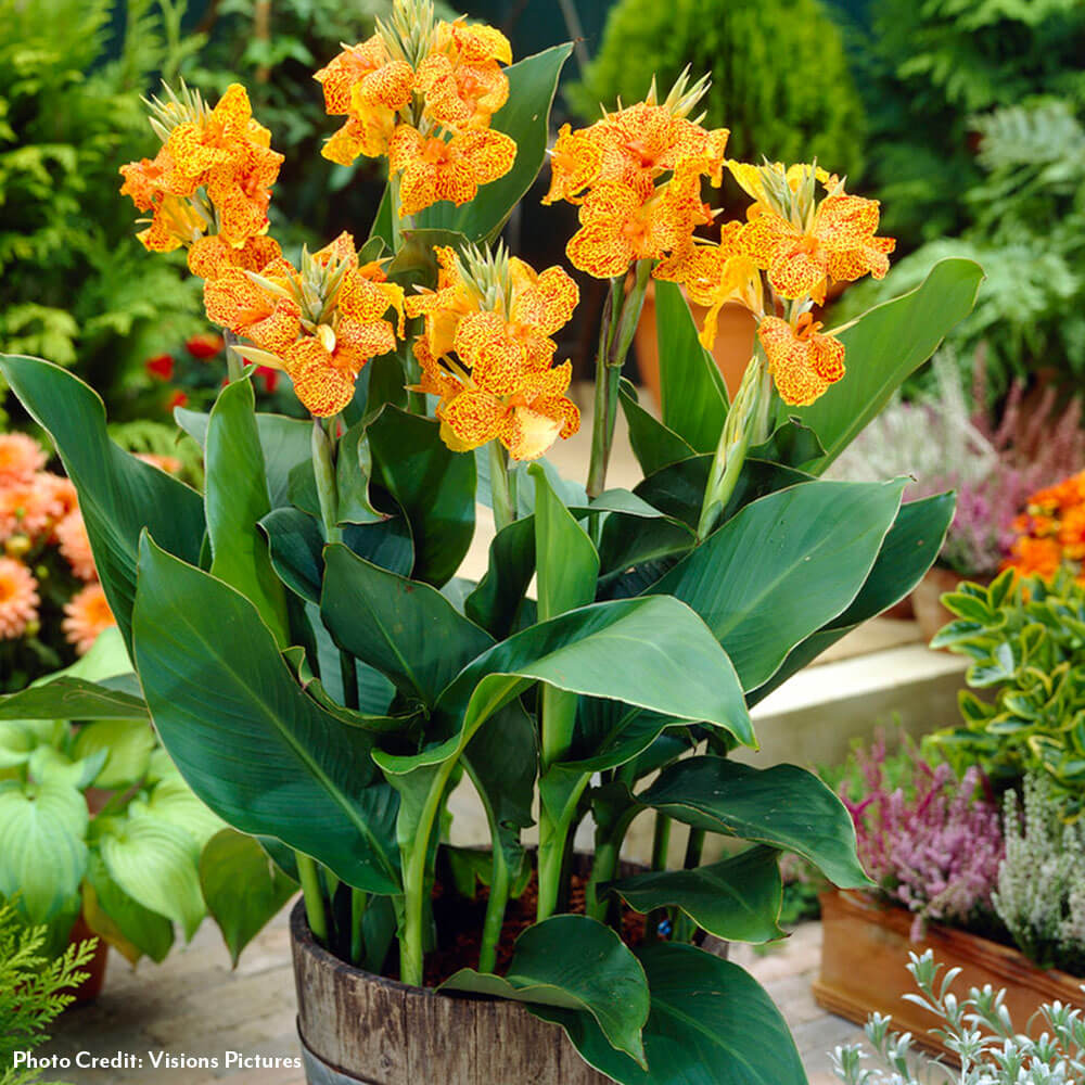 Canna 'Picasso' Canna Lily Bulbs